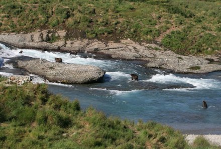 Kanada mit Kindern - Kanada for family - Bären baden im Fluss