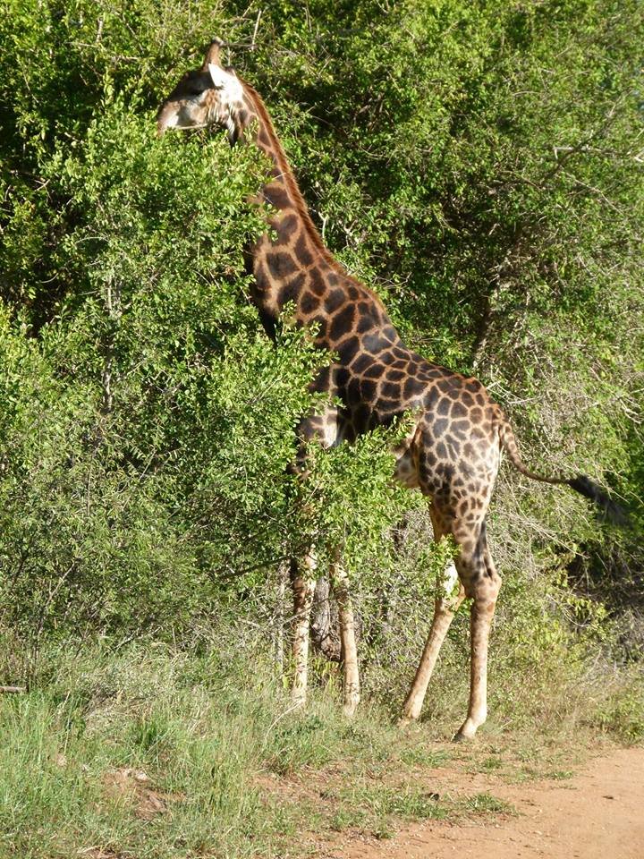 Südafrika mit Kindern - Giraffe