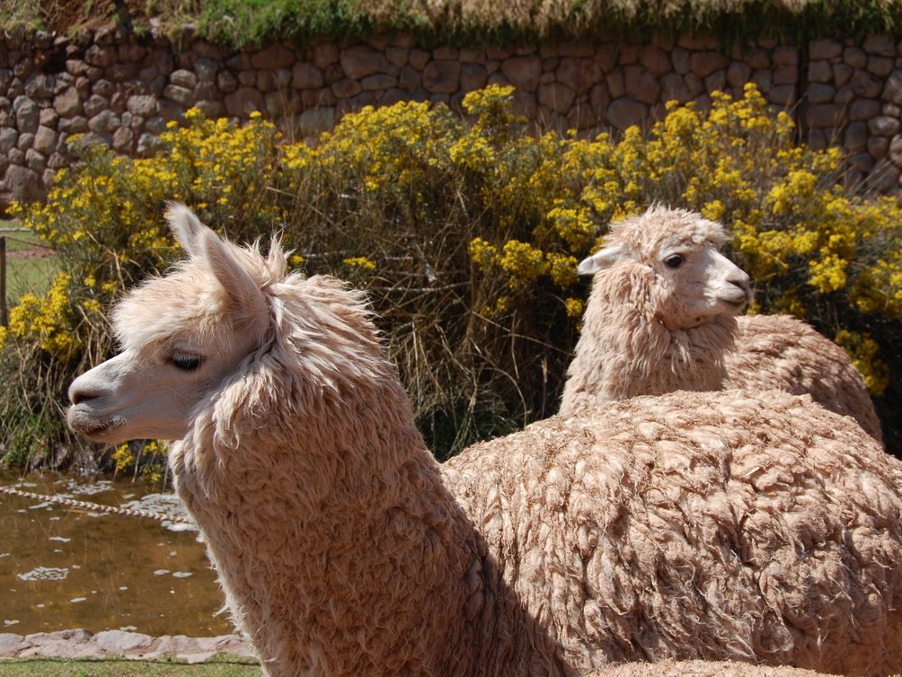 Peru Familienreise - Peru mit Kindern - Lamas