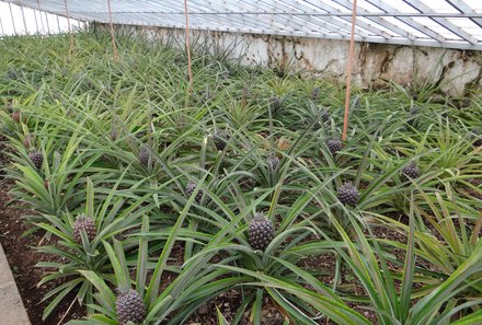 Azoren Familienreise - Azoren for family - Ananasplantage