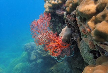Bali mit Kindern - Bali Urlaub mit Kindern - Reisen Bali mit Kindern - Unterwasserwelt Korallen