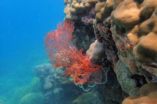 Fernreiseziele mit Kindern im Sommer - Tipps für Fernreisen im Sommer mit Kindern - Korallen in Lombok