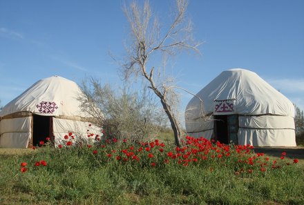 Usbekistan Familienreise - Nurata - zwei Zelte des Jurtenlagers auf Wiese mit roten Blumen