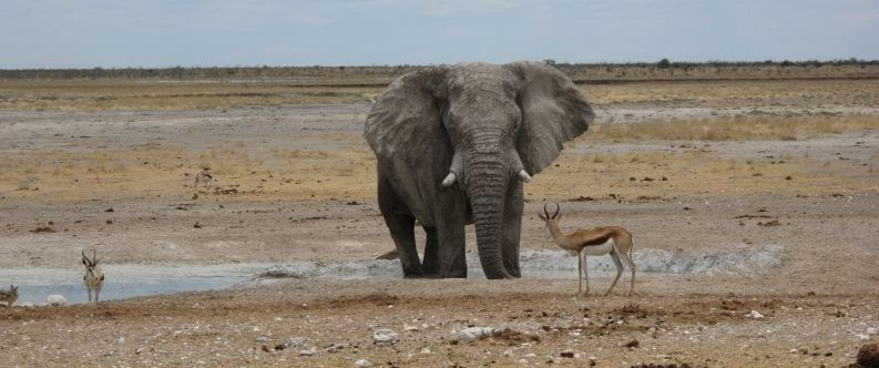 Abenteuersafaris in Namibia - Namibia mit Kindern - Elefant und Antilope