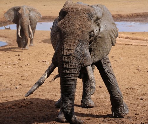 Reisebericht Kenia - Safari mit Kindern - Elefanten