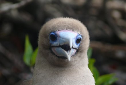 ECFT - Galapagos Family & Teens - Blaufußtölpelkopf