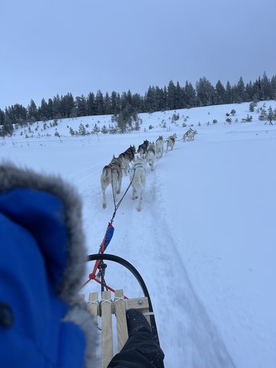 Feedback Finnland for family Winter - Winter 2024 - Huskyschlitten fahren Feedback Finnland for family Winter - Winter 2024 - Huskyschlitten fahren