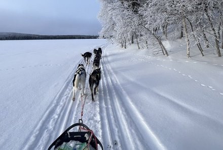Schweden for family Winter - Hundeschlittentour - Schlittenspuren