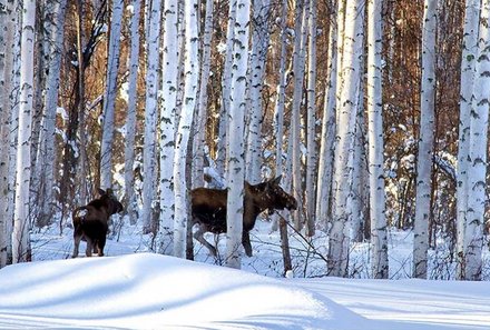 Familienreise Estland - Estland Winter for family - Rentiere im Wald