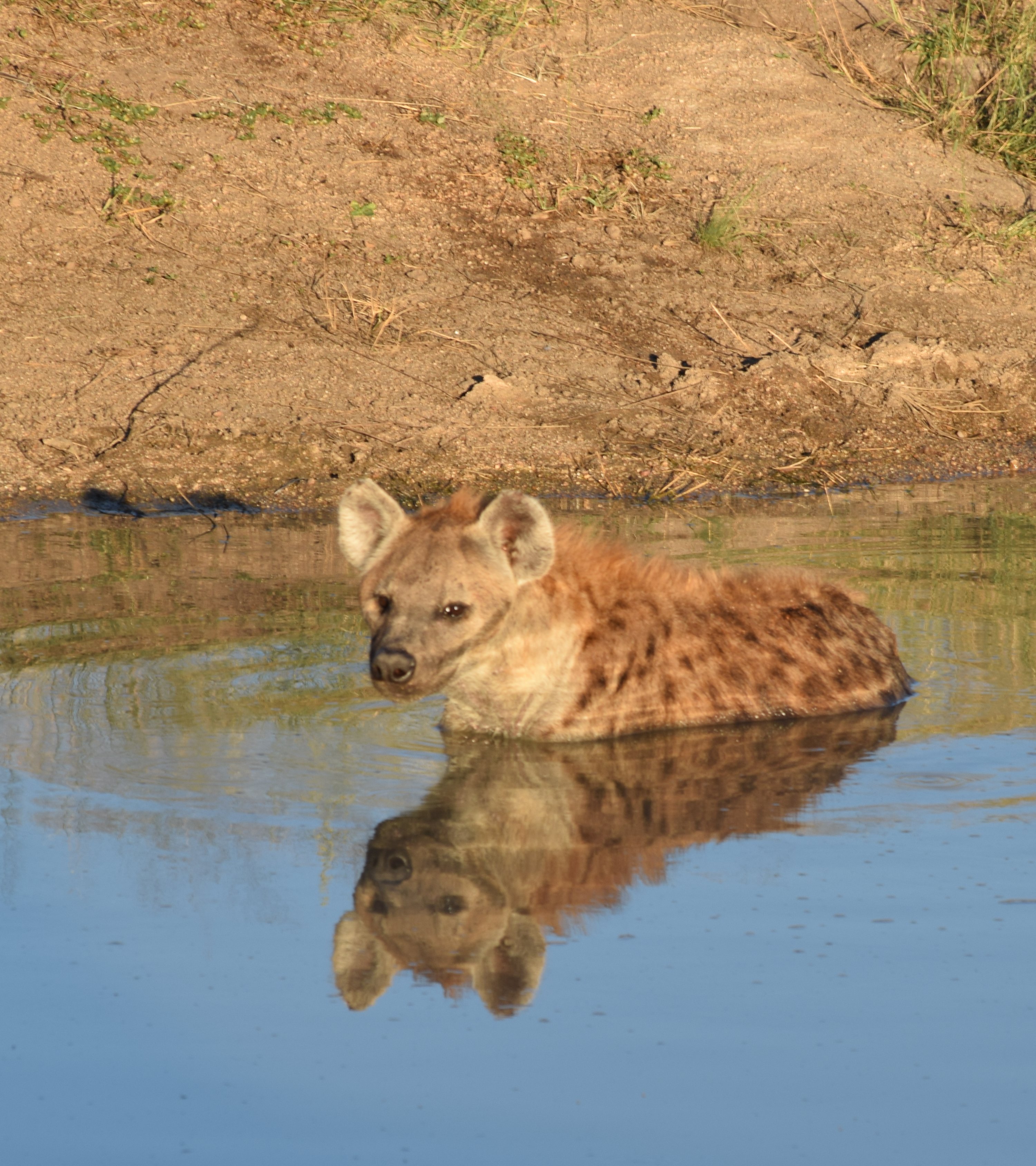 Südafrika mit Kindern  - Hyäne im Wasserloch