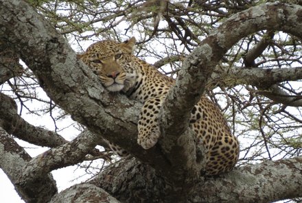 Tansania Familienreise - Tansania for family - Leopard im Baum