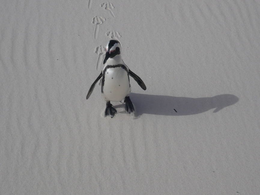 Südafrika Familienreise - Südafrika mit Kindern - Pinguin am Strand in Südafrika