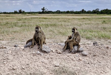 Kenia Familienreise - Kenia for family - Äffchen im Amboseli Nationalpark