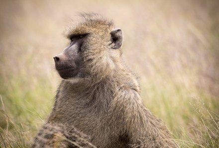 Kenia Familienreise - Kenia for family individuell - Masai Mara & Strand - Pavian