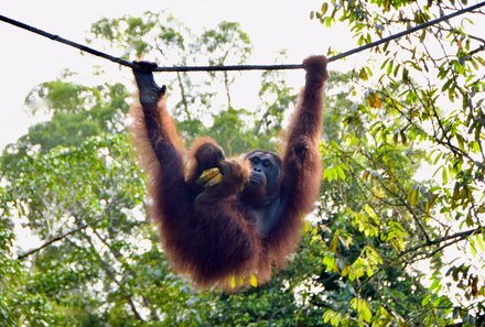 Familienreise Malaysia - Malaysia & Borneo Family & Teens - Orang-Utan mit Banane