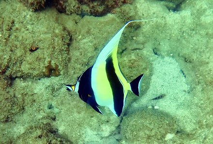 Familienreise Malaysia - Malaysia & Borneo Family & Teens - Fische in Malaysia