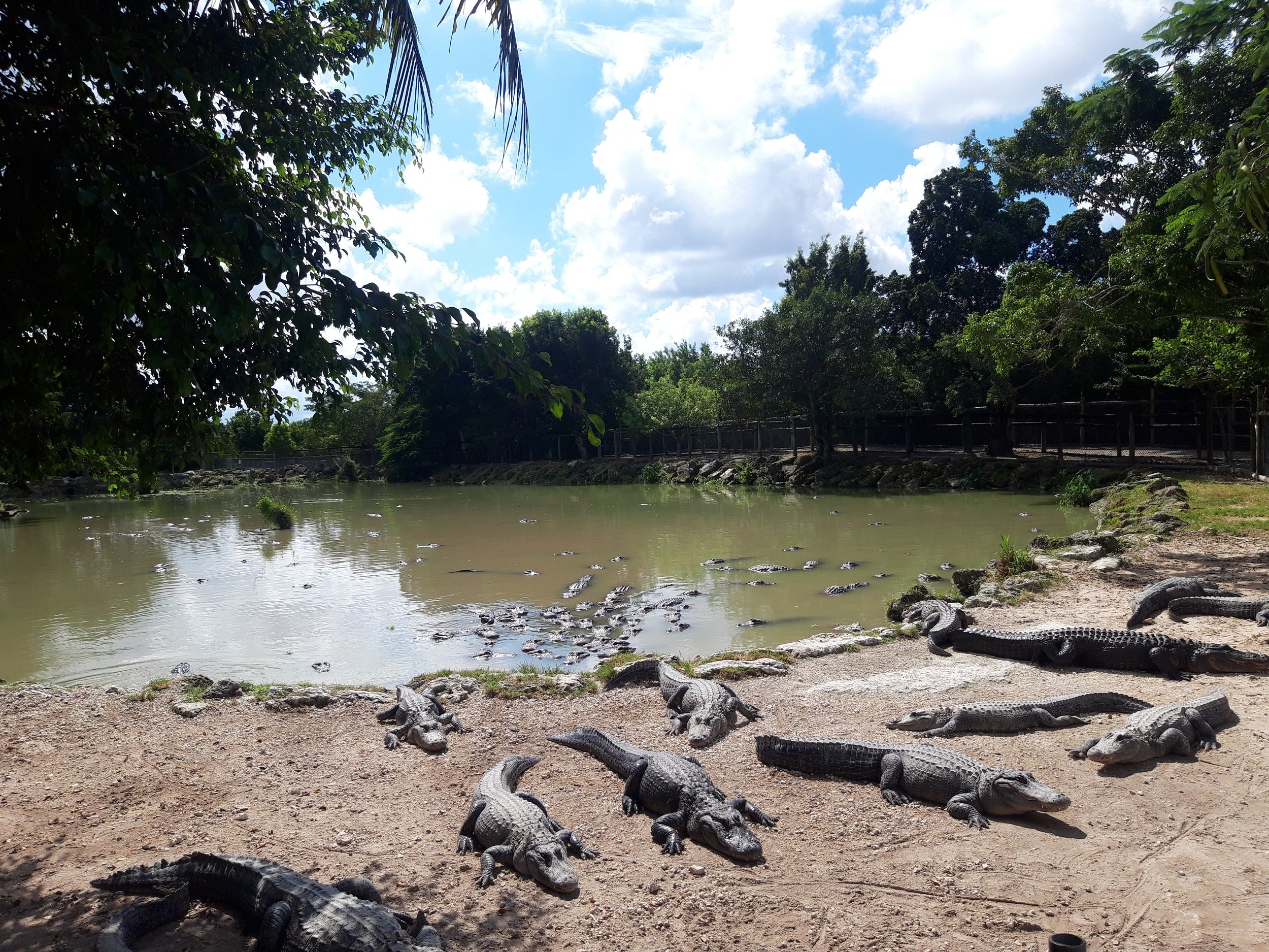 Florida-Rundreise mit Kindern im Mietwagen - Reisebericht - Everglades