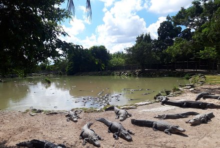 Florida Familienreise - Florida for family - Everglades Reptilien