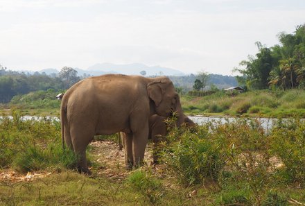 Laos und Vietnam Familienreise - Laos und Vietnam Reise mit Kindern - Elefant