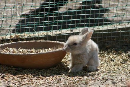 Osteuropa Familienurlaub -  kleiner Hase
