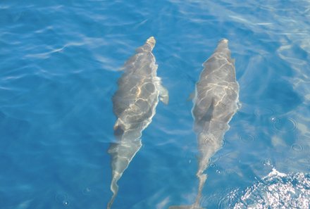 Griechenland Familienreise - Griechenland mit Teenagern - Delfine