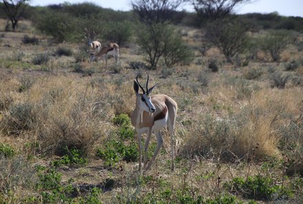Namibia Familienreise Mietwagen - Otavi-Berge Antilope