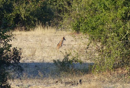 Namibia & Botswana mit Jugendlichen - Namibia & Botswana Family & Teens - Safari im Chobe Nationalpark - Schakal