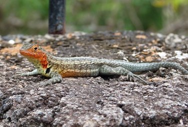 Familienurlaub Galapagos - Galapagos for family - Echse