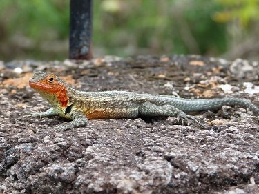 Familienurlaub Galapagos - Galapagos for family - Echse