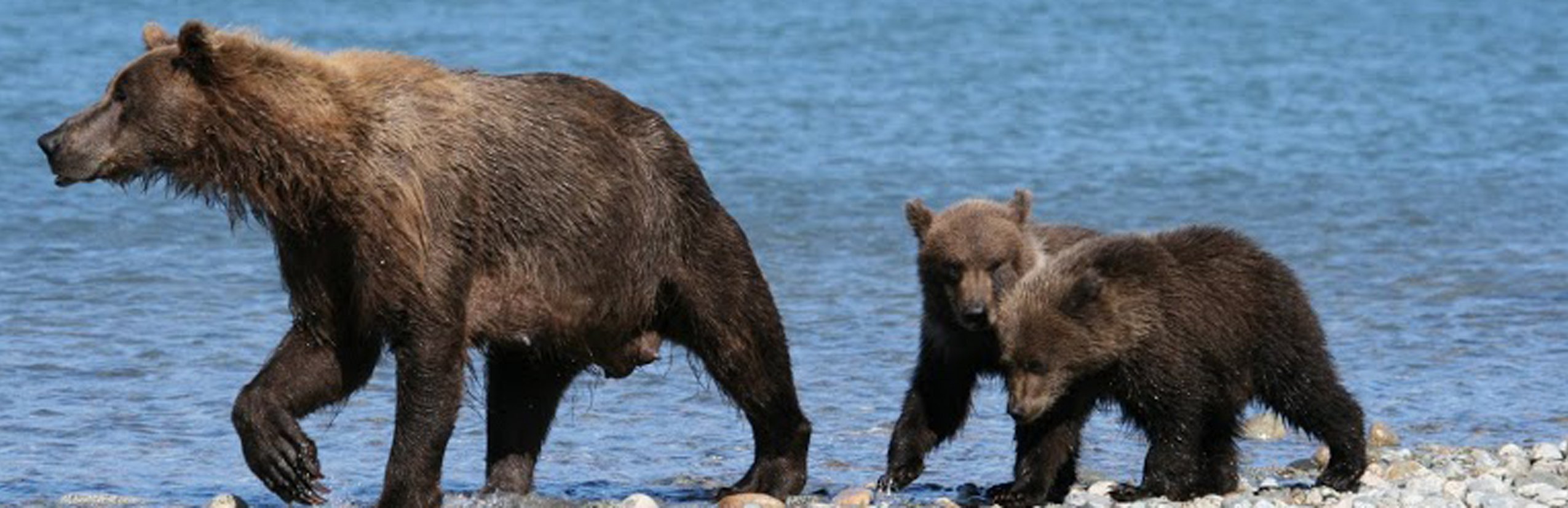 Vorstellung neuer Familienreisen - Kanada - Bären