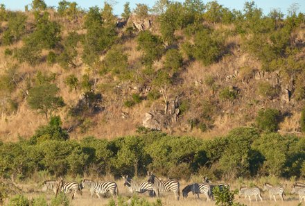 Botswana mit Jugendlichen - Sehenswürdigkeiten in Botswana - Zebras