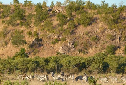 Botswana mit Jugendlichen - Zebras