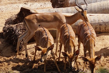 Garden Route mit Kindern Familiensafari - Südafrika