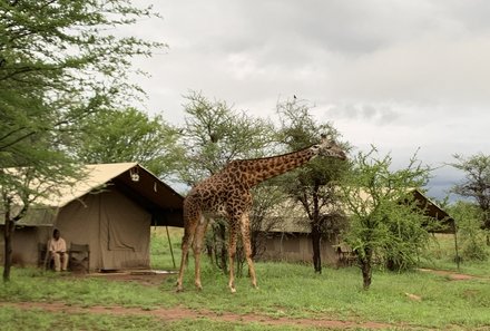 Tansania Familienreise - Tansania for family - Ronjo Camp - Giraffe