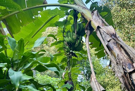 Bali mit Jugendlichen - Java & Bali Family & Teens - Bananen Munduk Walk