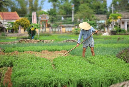 Vietnam for family individuell - Tra Que Herbal Village - Grüne Felder