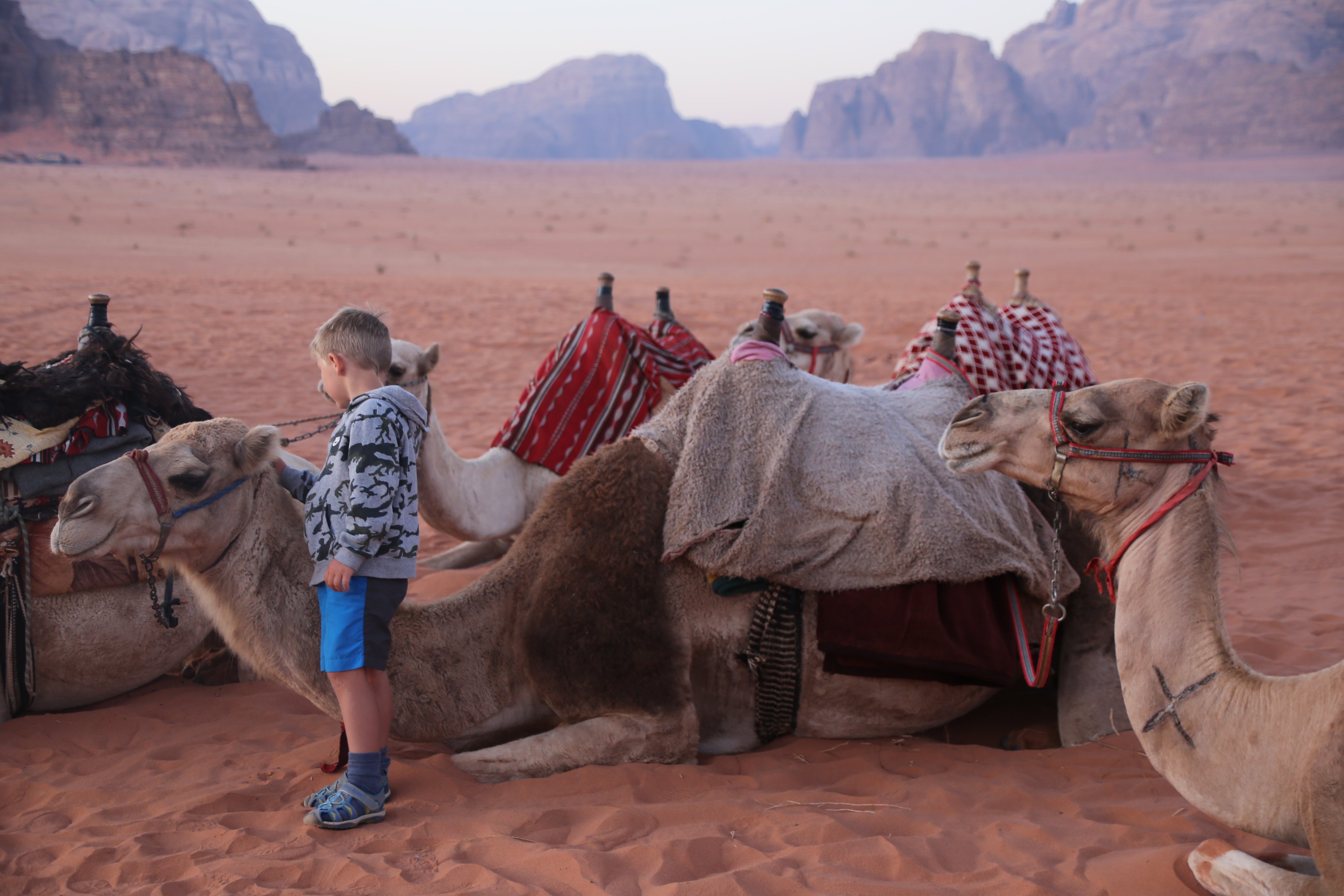 Jordanien mit Kindern - Jordanien Urlaub mit Kindern - Kind streichelt Kamel in Wadi Rum