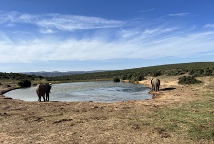 Südafrika Garden Route mit Kindern - Addo Elephant Nationalpark - Elefanten am Wasserloch