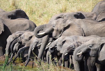 Uganda Familienurlaub - Uganda Family & Teens - Kazinga Kanal Elefantenherde