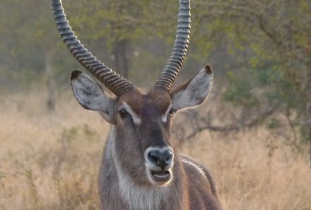 Familienreise Südafrika - Südafrika Teens on Tour - Wasserbock