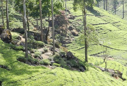 Sri Lanka young family individuell - Sri Lanka Individualreise mit Kindern - Blick auf Teeplantagen
