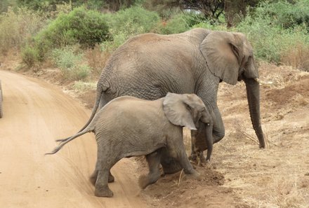 Familienurlaub Tansania - Tansania for family - Elefanten