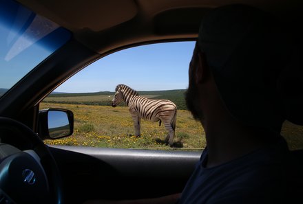 Familienreise Garden Route - Südafrika Family & Teens - Zebra und Autofenster