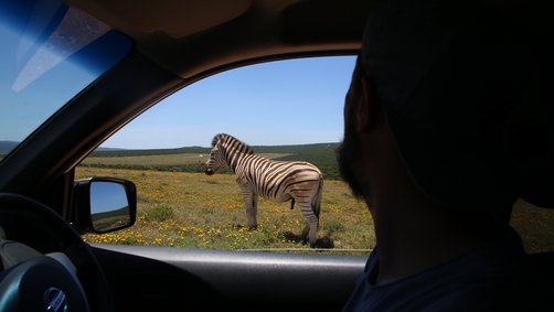 Familiensafaris - Die 6 besten Safari-Gebiete für Kinder - Safaris mit Kindern - Im Mietwagen durch den Addo Elephant Nationalpark