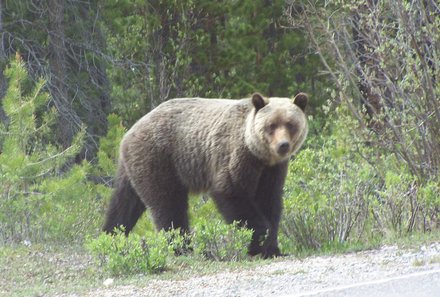 Rocky Mountains mit Kindern - Rocky Mountains for family - Grizzly