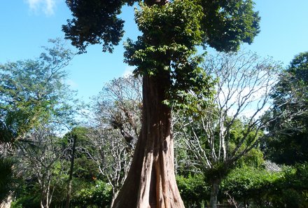 Sri Lanka young family individuell - Sri Lanka Individualreise mit Kindern - Hoher Baum im botanischen Garten Peradeniya