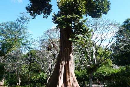 Sri Lanka for family individuell - Sri Lanka Individualreise mit Kindern - Baum im botanischen Garten