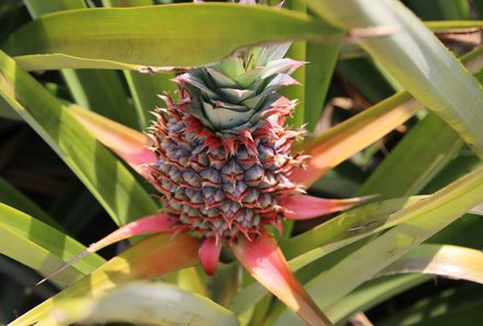 Thailand mit Kindern - Ananas Palme