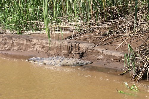 Costa Rica Selbstfahrerreise mit Kind - Krokodil im Fluss