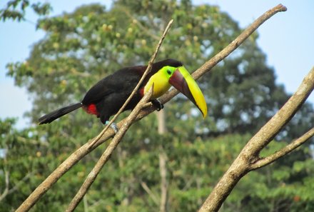 Costa Rica Familienreise - Costa Rica individuell - Vogel zwischen den Ästen